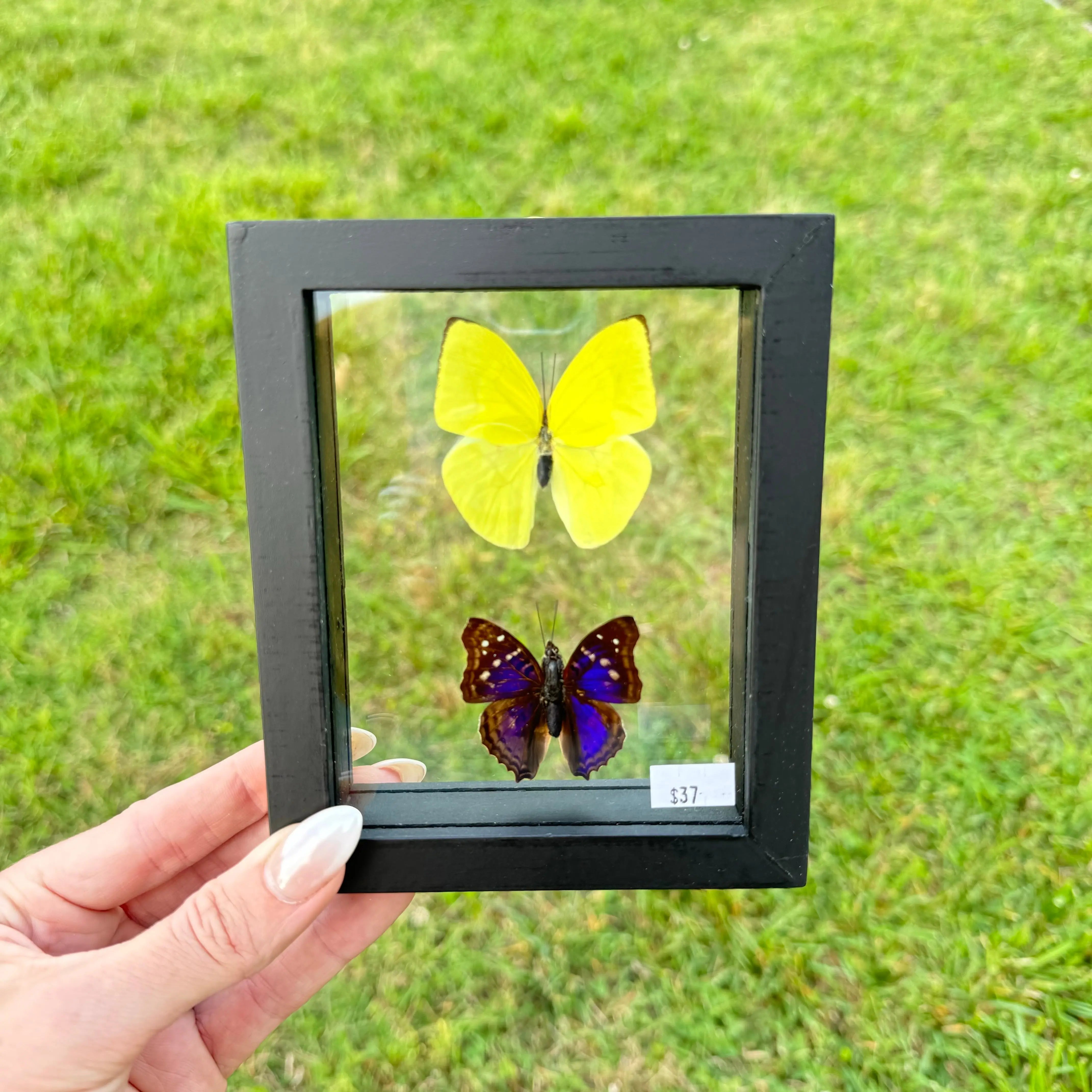 2 Piece Butterfly Frame Arabella Crystals