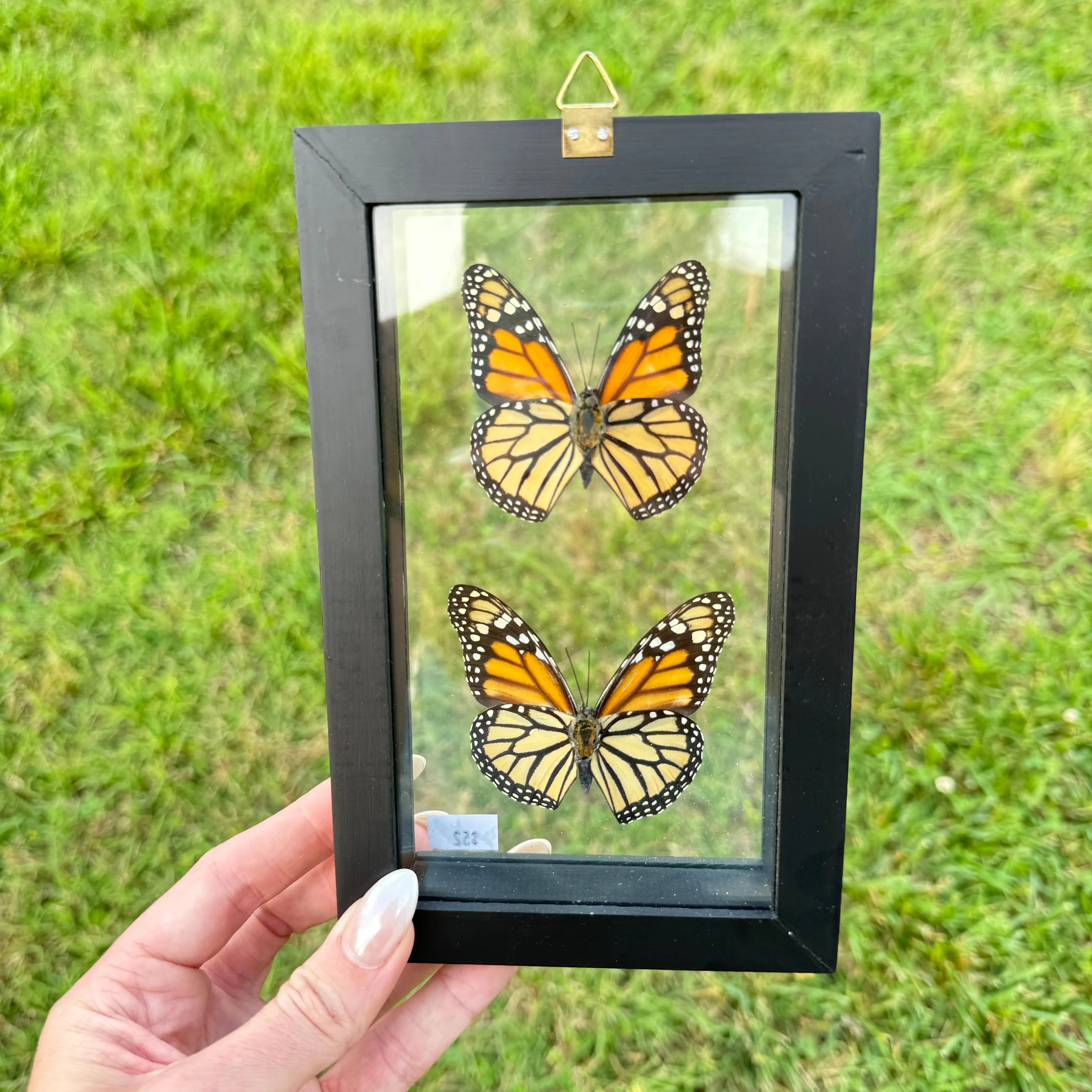 2 Piece Monarch Butterfly Frame (Male & Female) Arabella Crystals