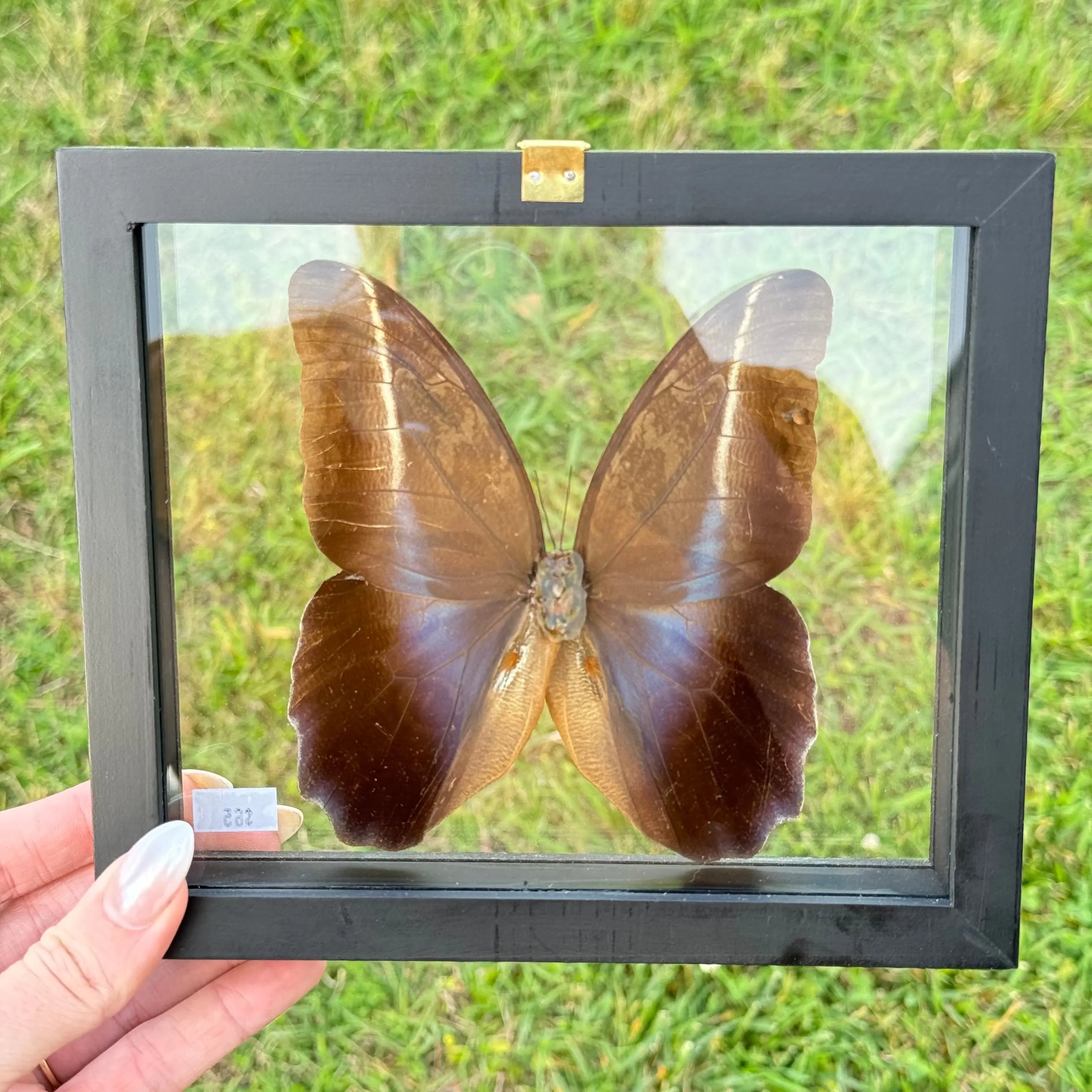 Caligo "Owl" Butterfly Frame Arabella Crystals
