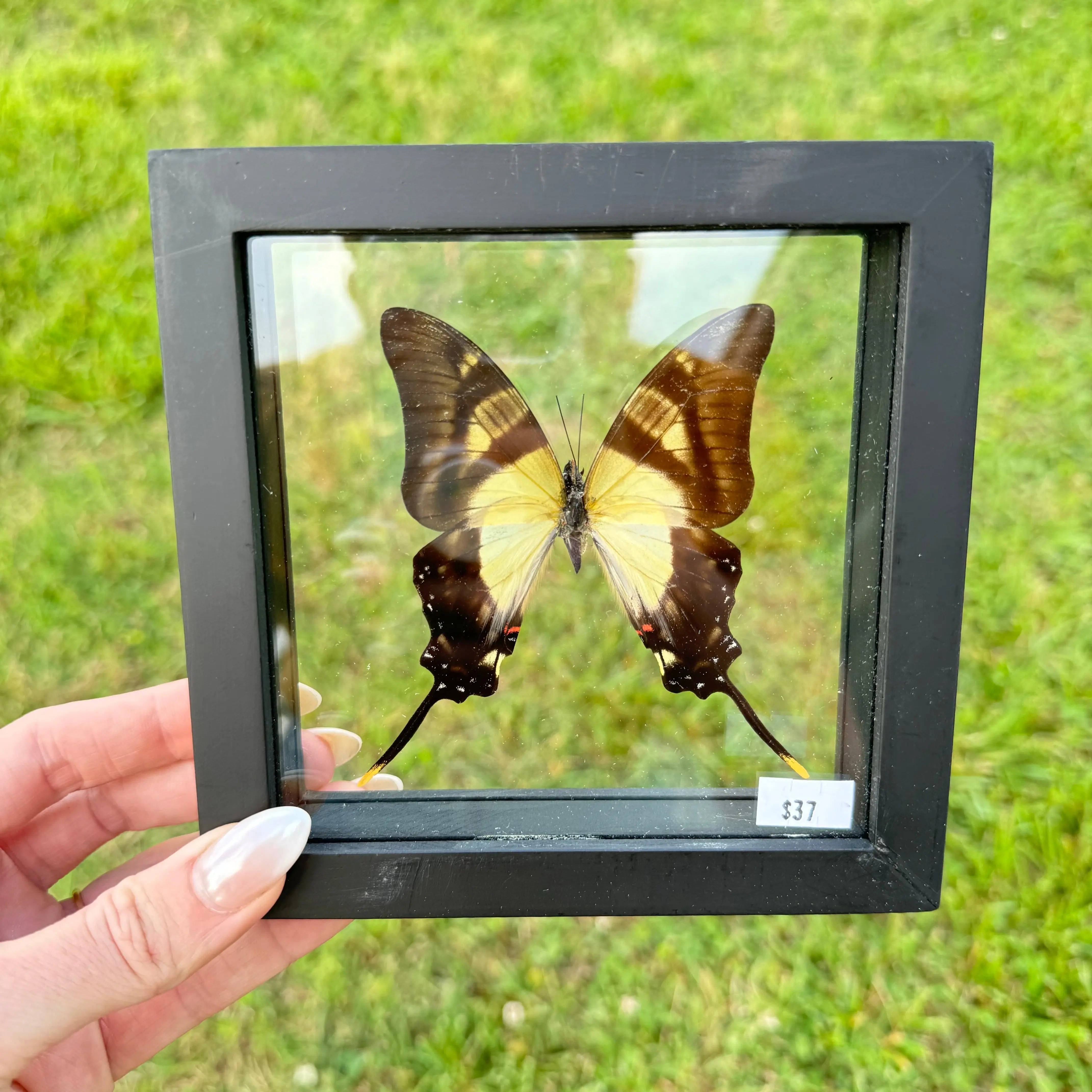 Eurytides Serville Butterfly Frame Arabella Crystals