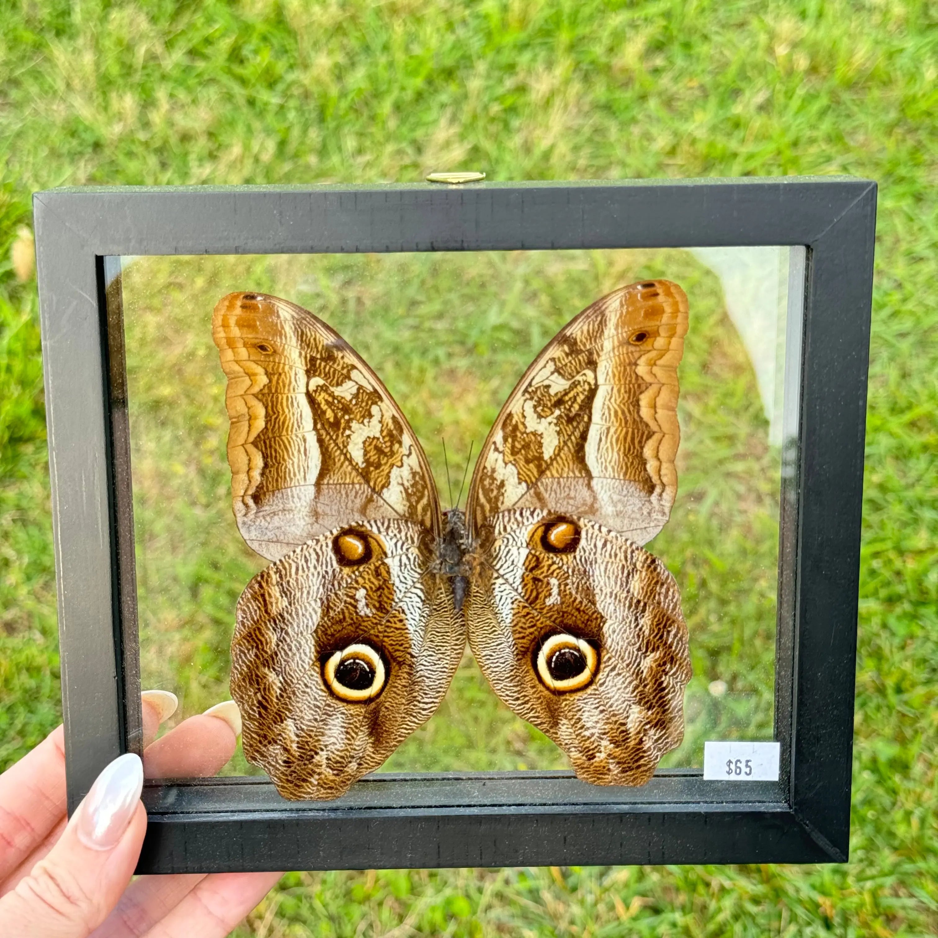 Caligo "Owl" Butterfly Frame Arabella Crystals