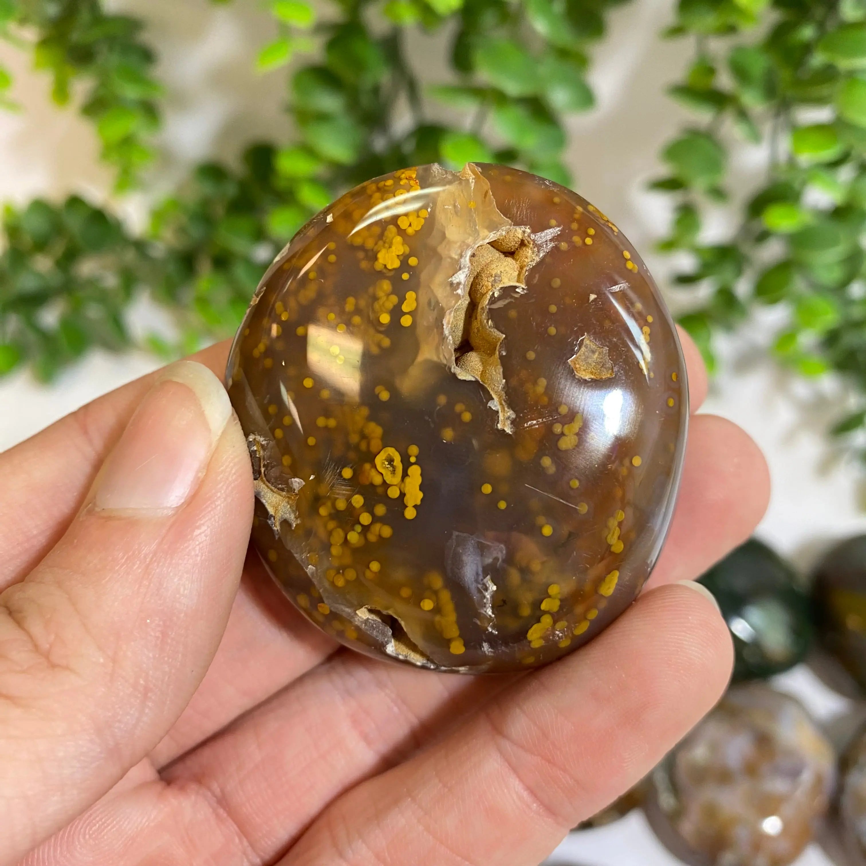 Ocean Jasper Palm Stone Arabella Crystals
