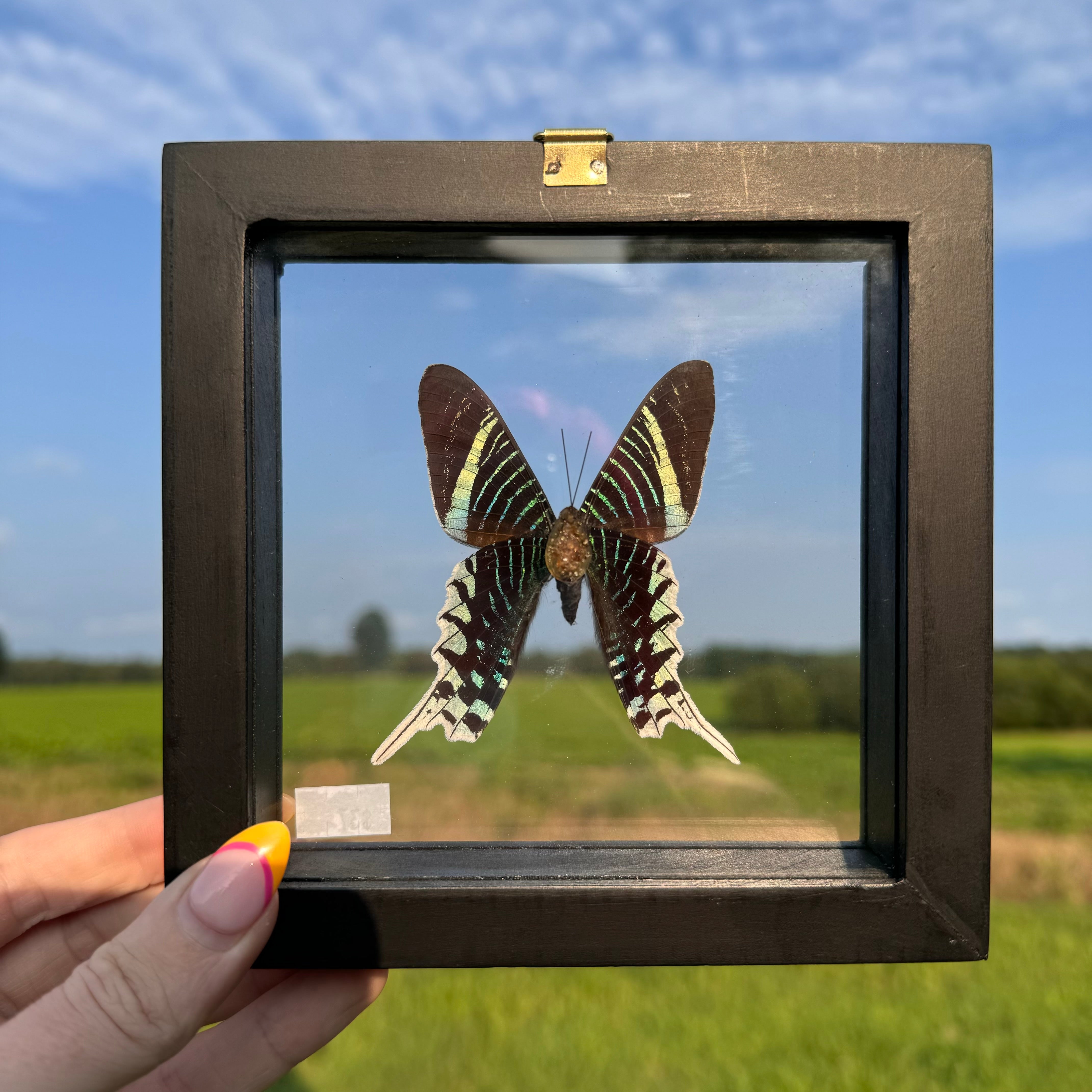 Urania Leilus Butterfly Frame