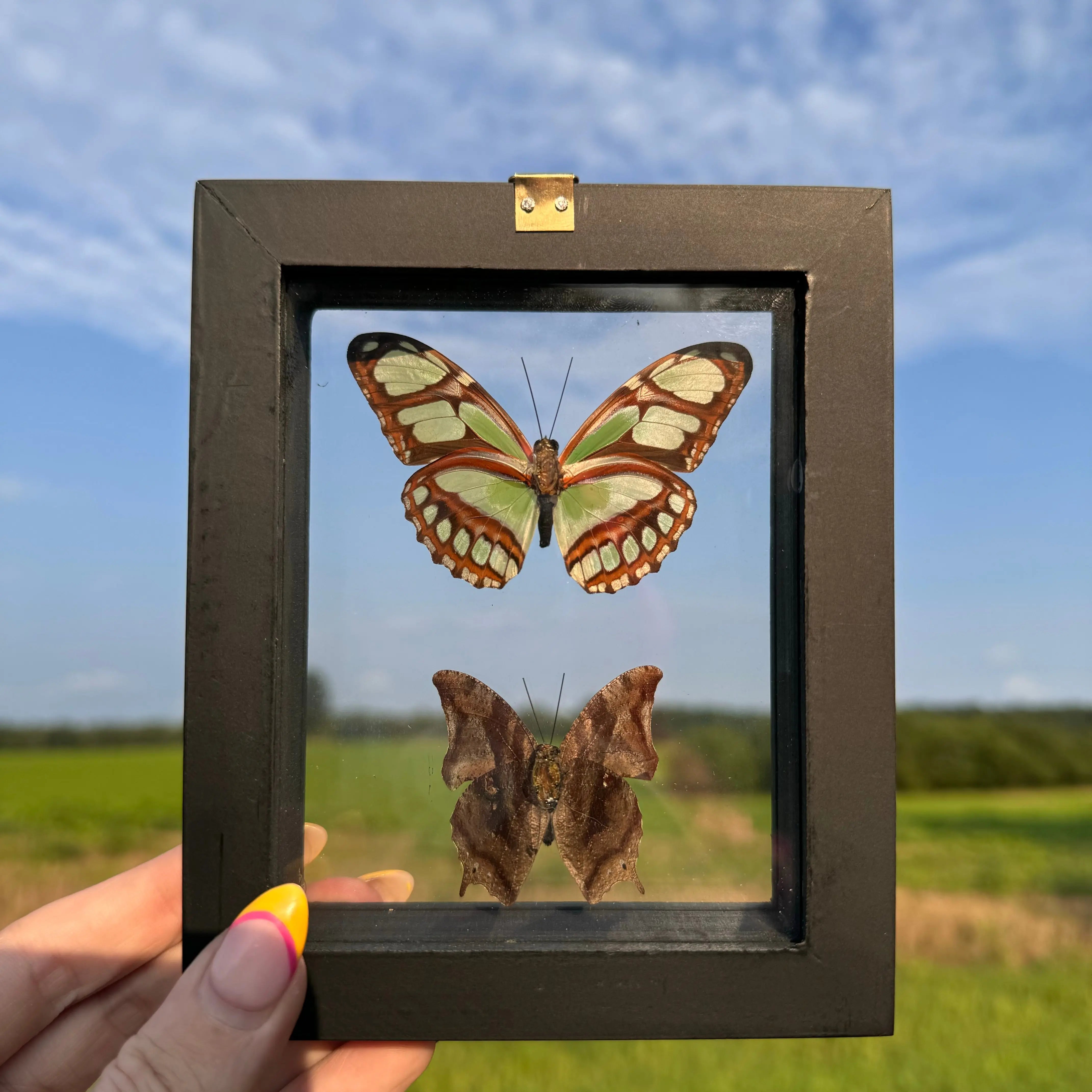 2 Piece Butterfly Frame Arabella Crystals