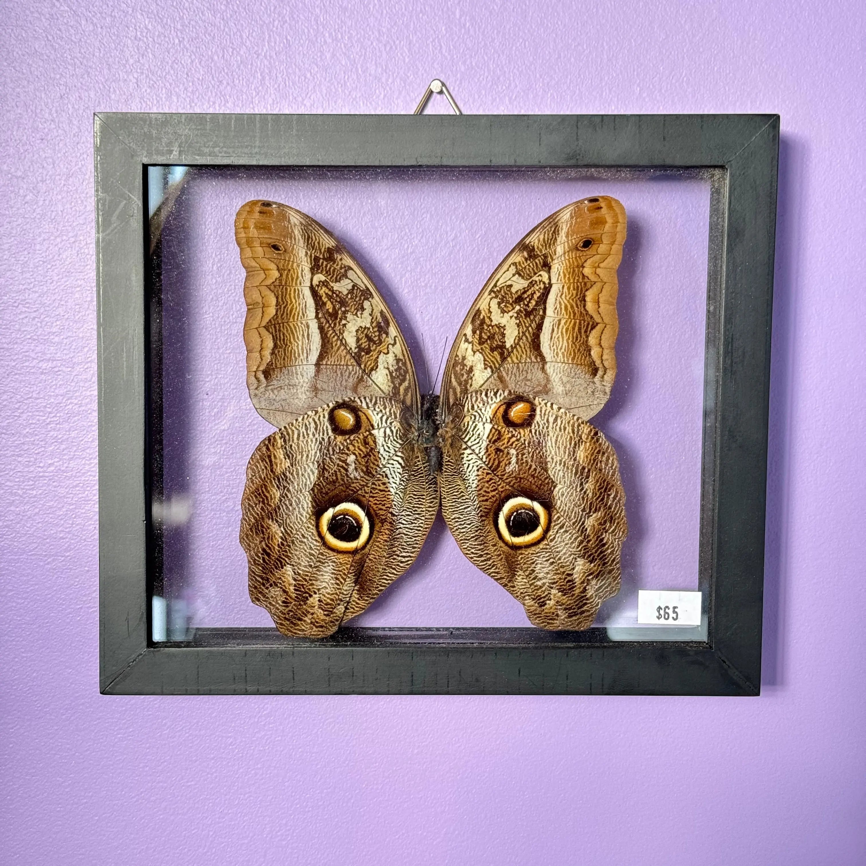 Caligo "Owl" Butterfly Frame Arabella Crystals