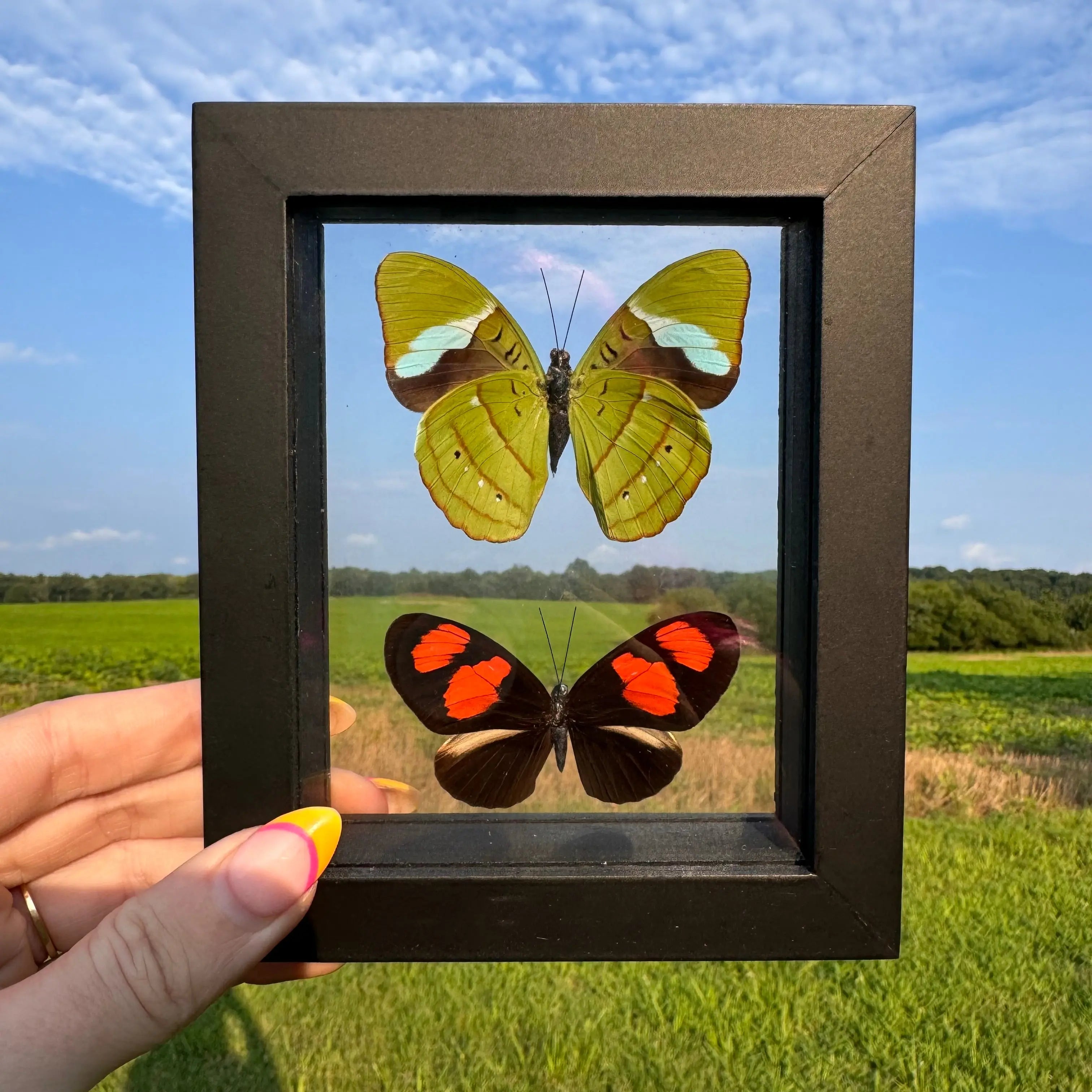 2 Piece Butterfly Frame Arabella Crystals