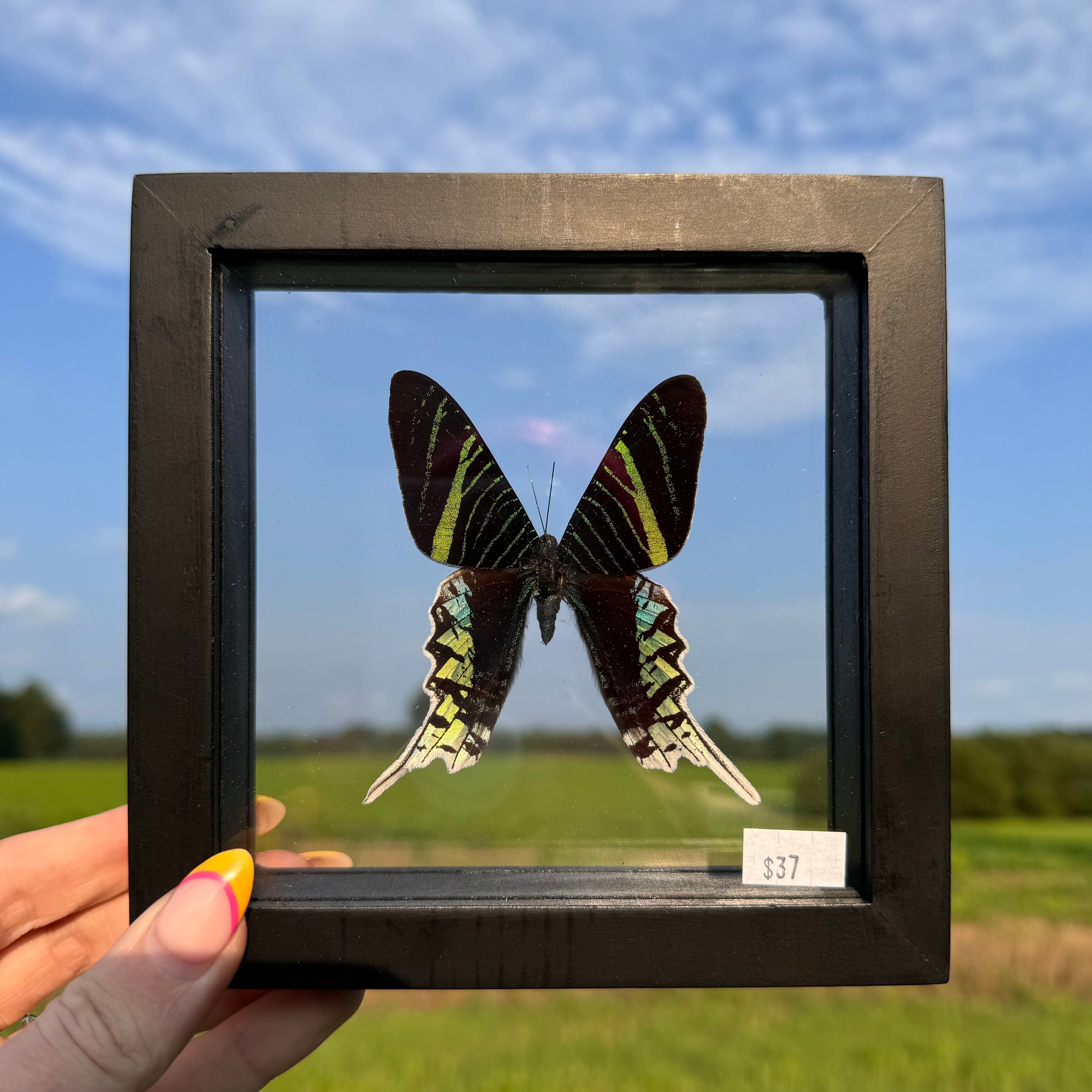 Urania Leilus Butterfly Frame