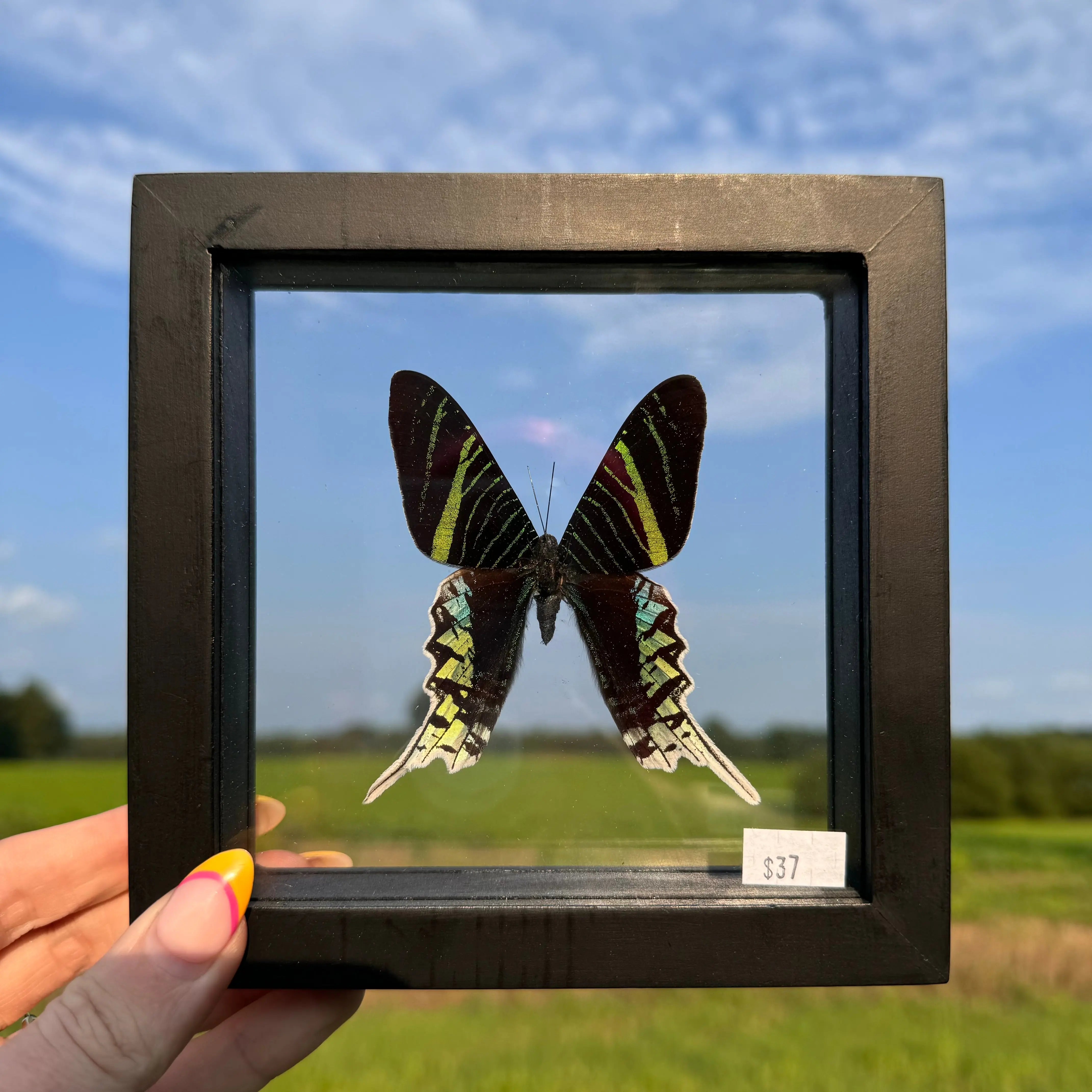 Urania Leilus Butterfly Frame Arabella Crystals