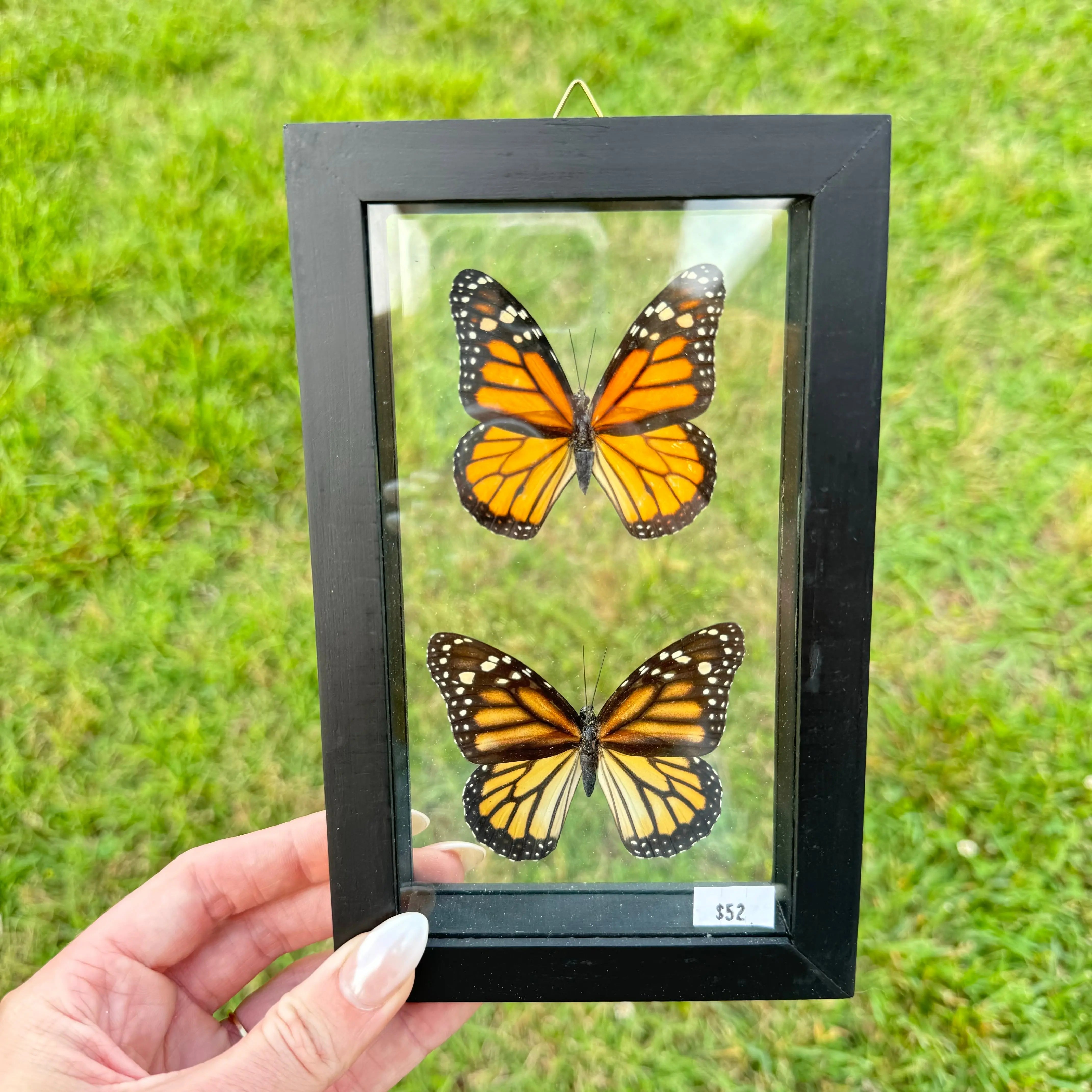 2 Piece Monarch Butterfly Frame (Male & Female) Arabella Crystals