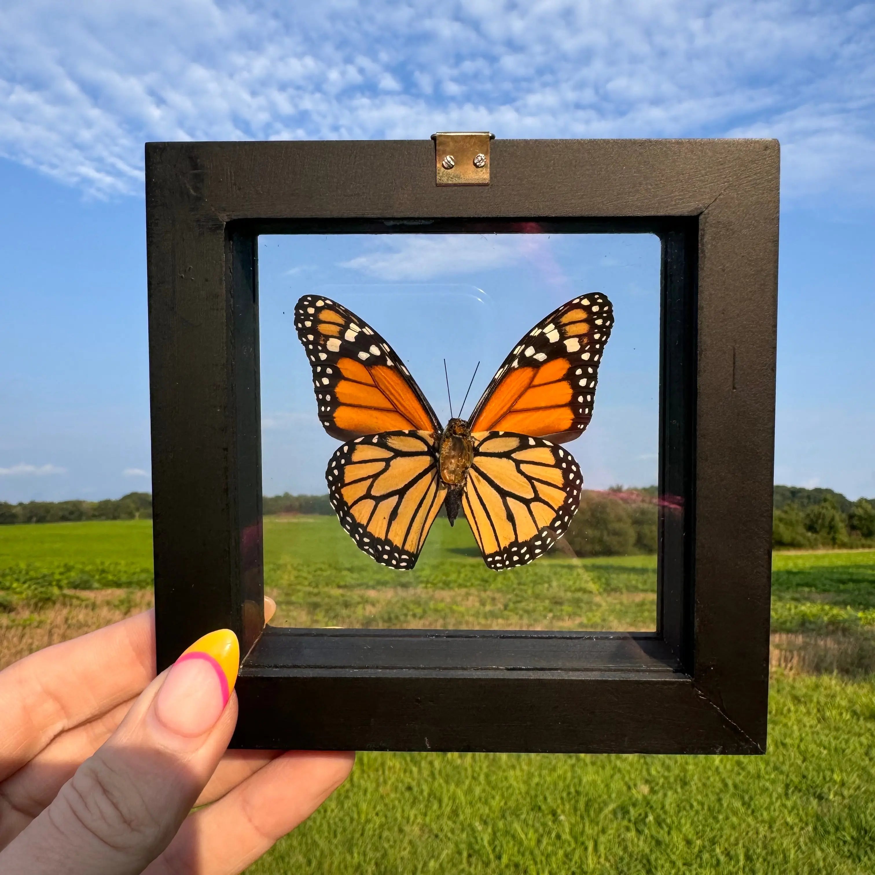 Monarch Butterfly Frame Arabella Crystals