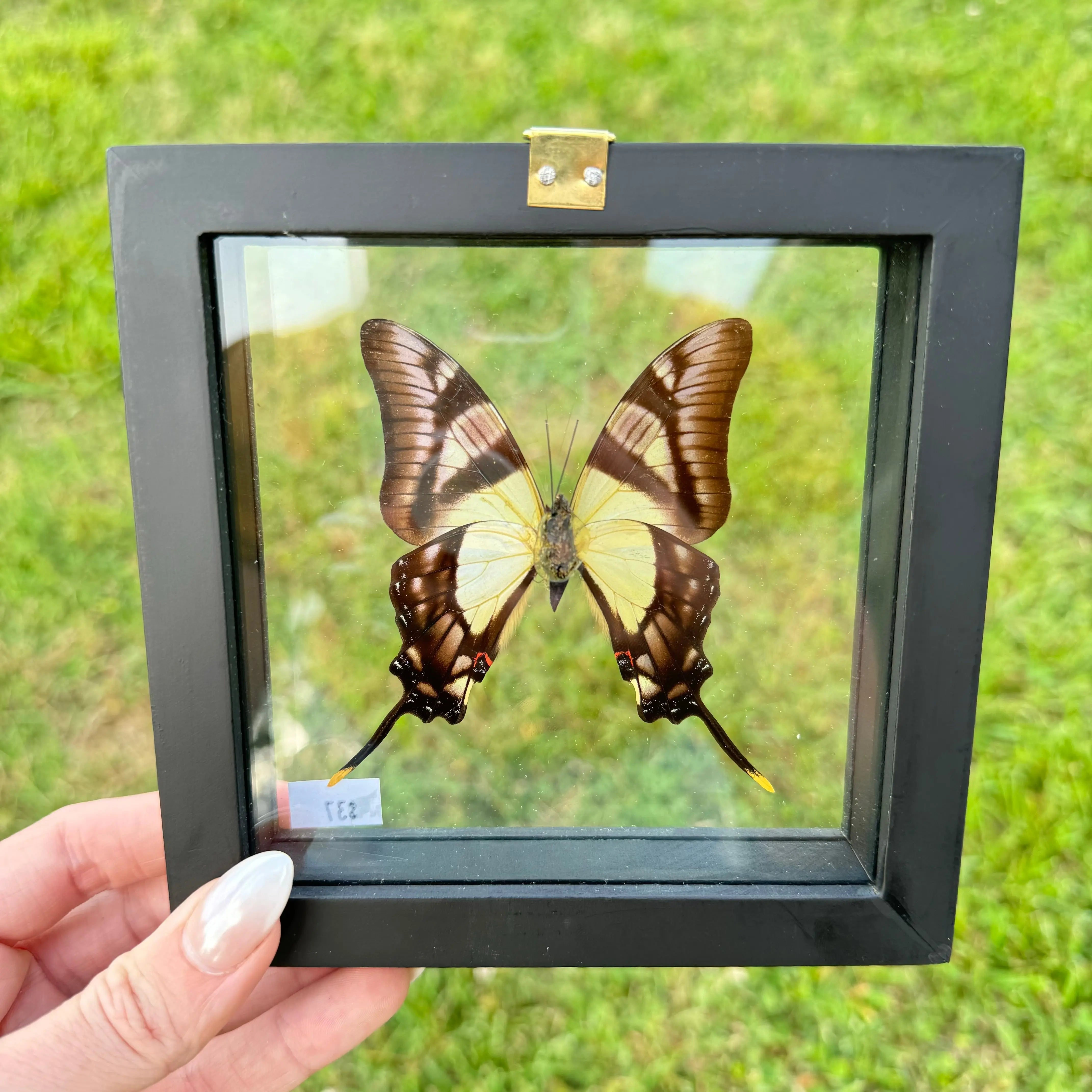 Eurytides Serville Butterfly Frame Arabella Crystals
