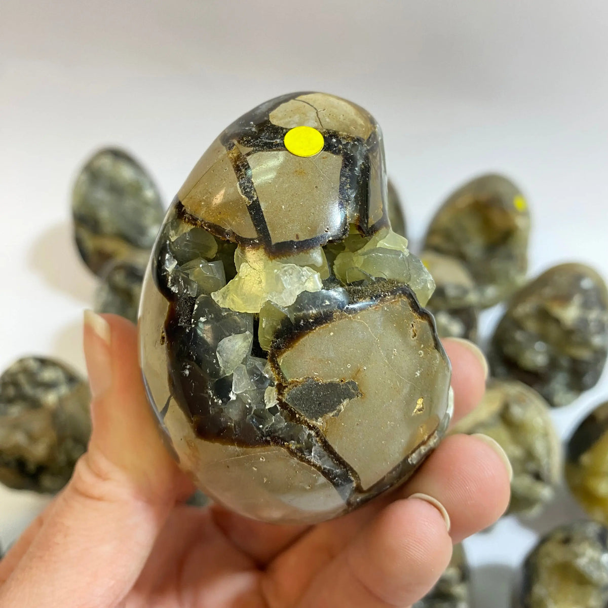 Septarian Agate Egg Arabella Crystals