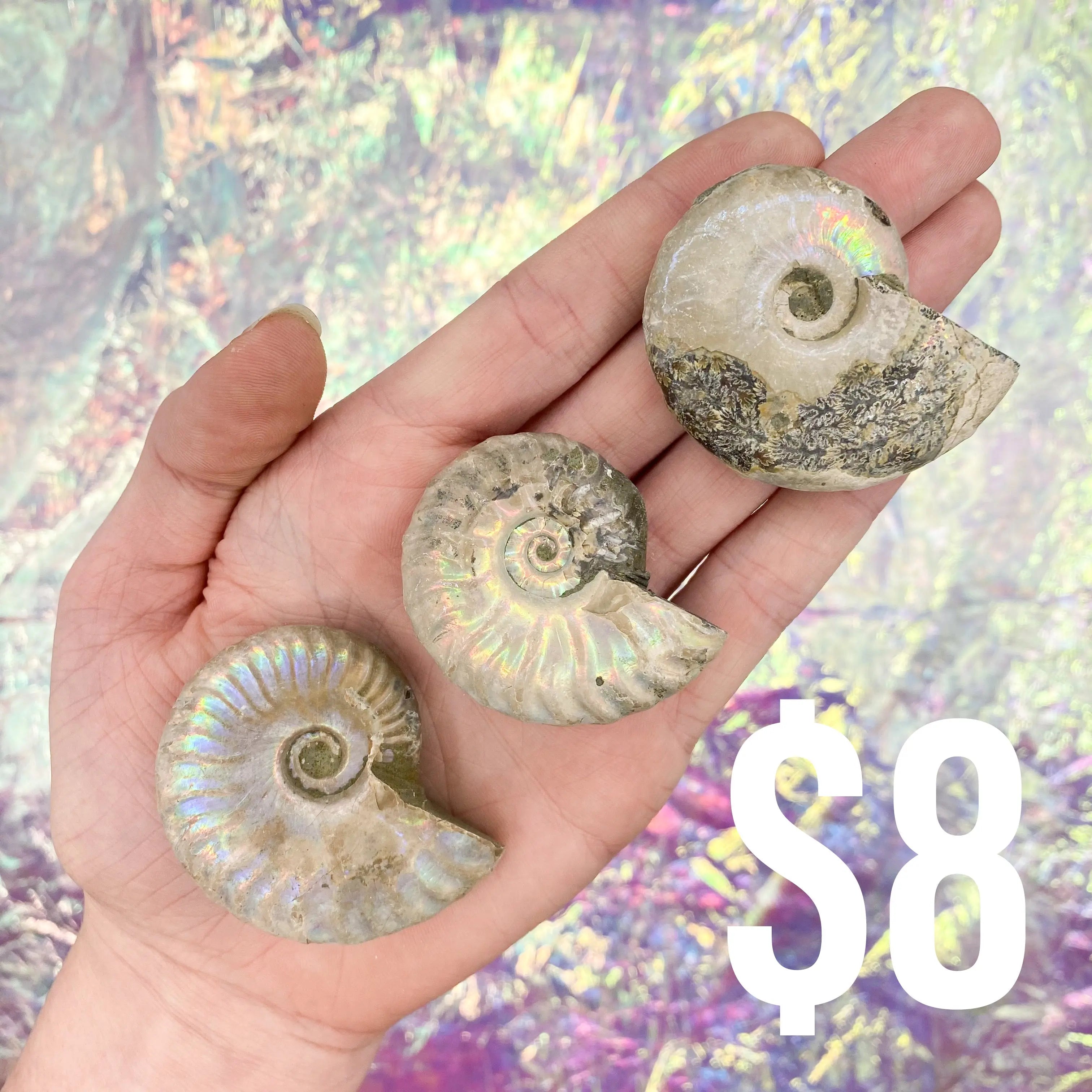 Opalized Ammonite Arabella Crystals