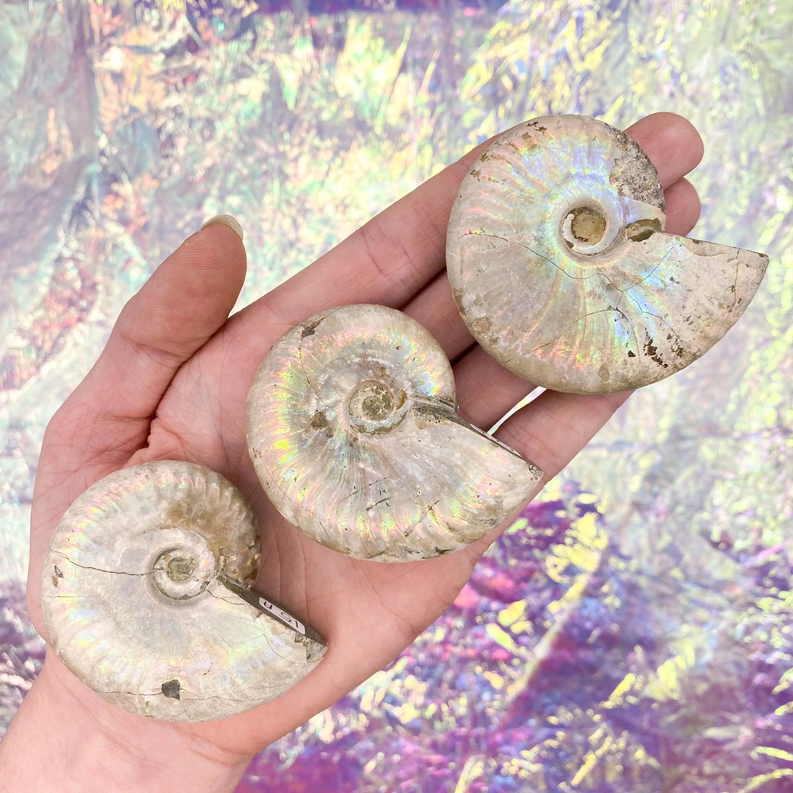 Opalized Ammonite Arabella Crystals