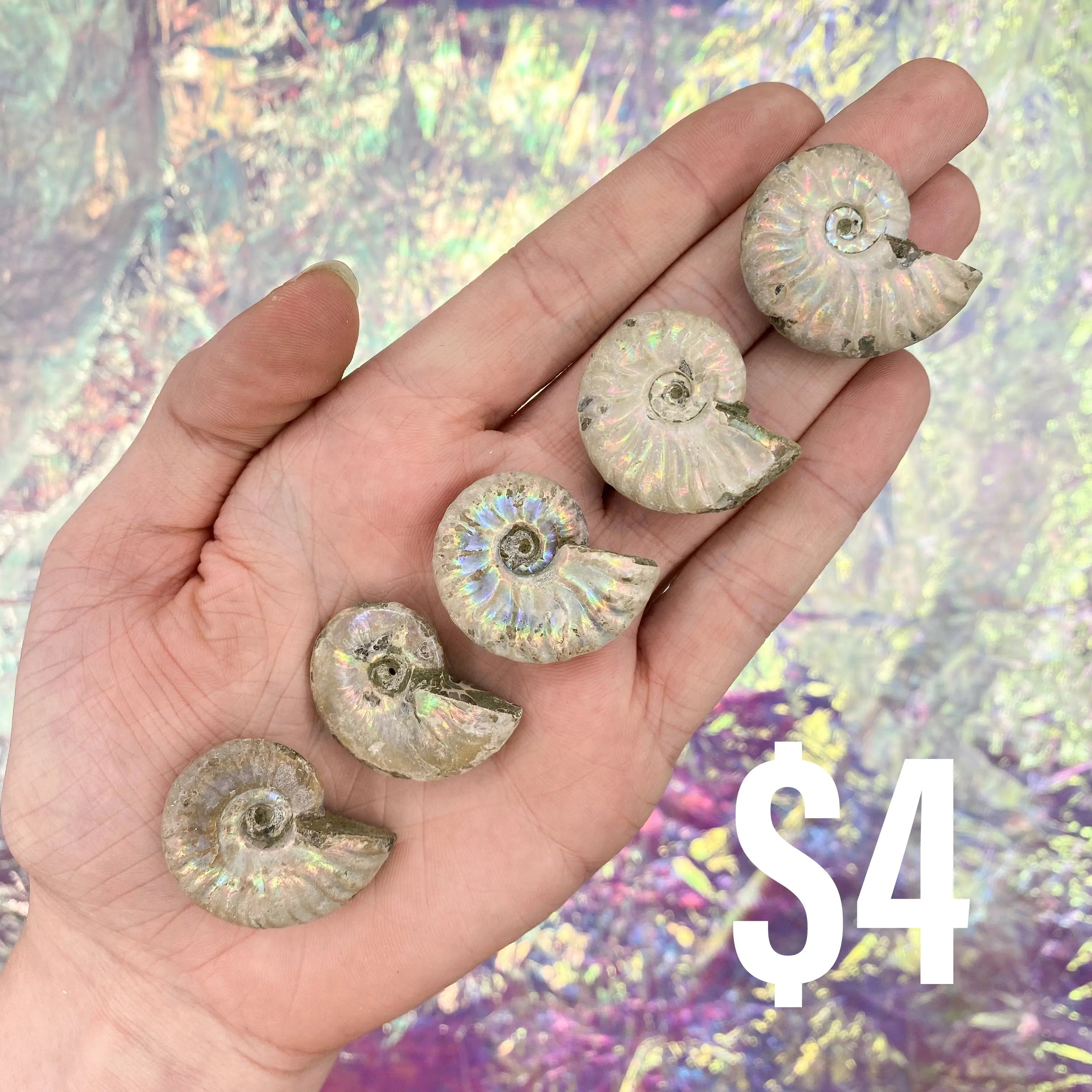 Opalized Ammonite Arabella Crystals