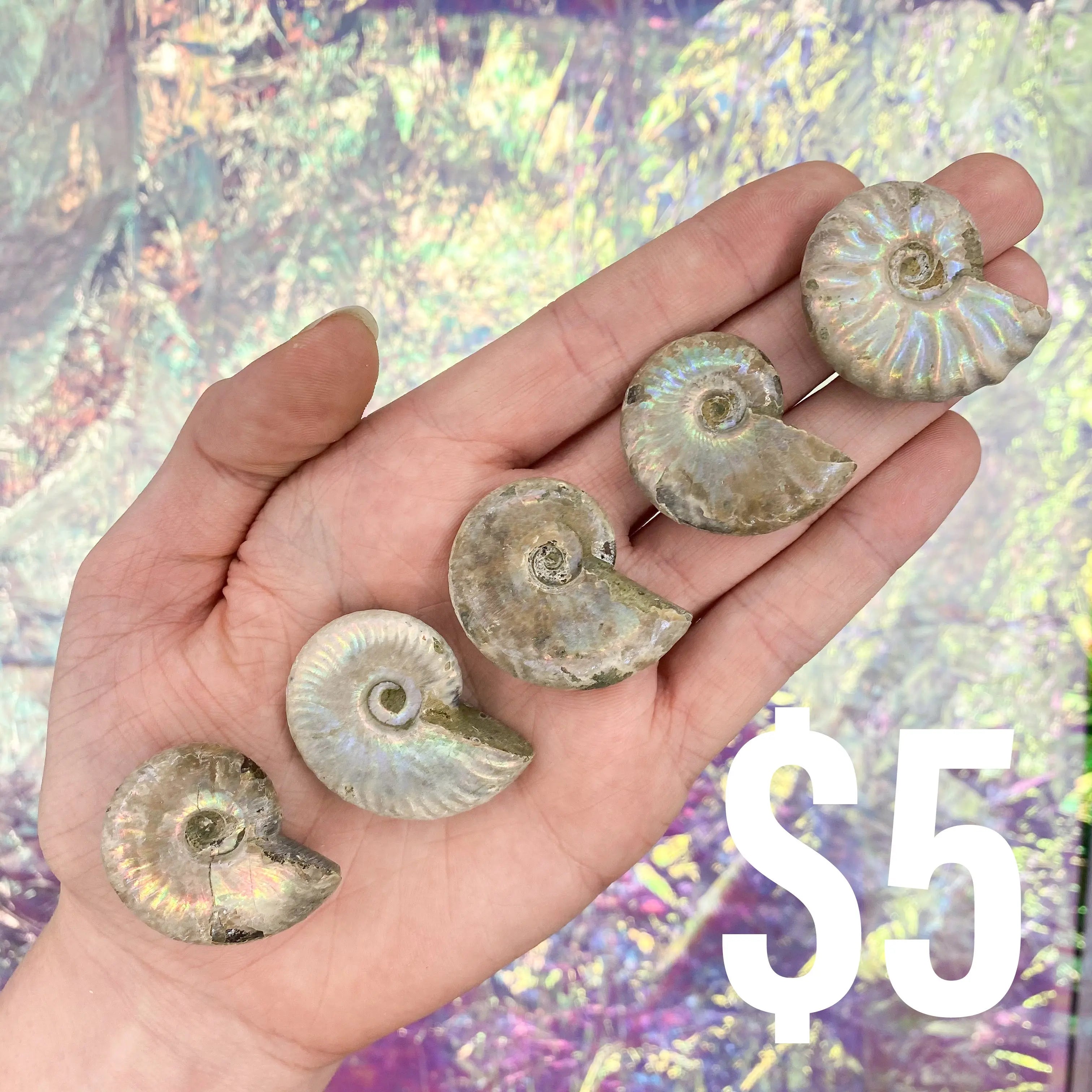 Opalized Ammonite Arabella Crystals