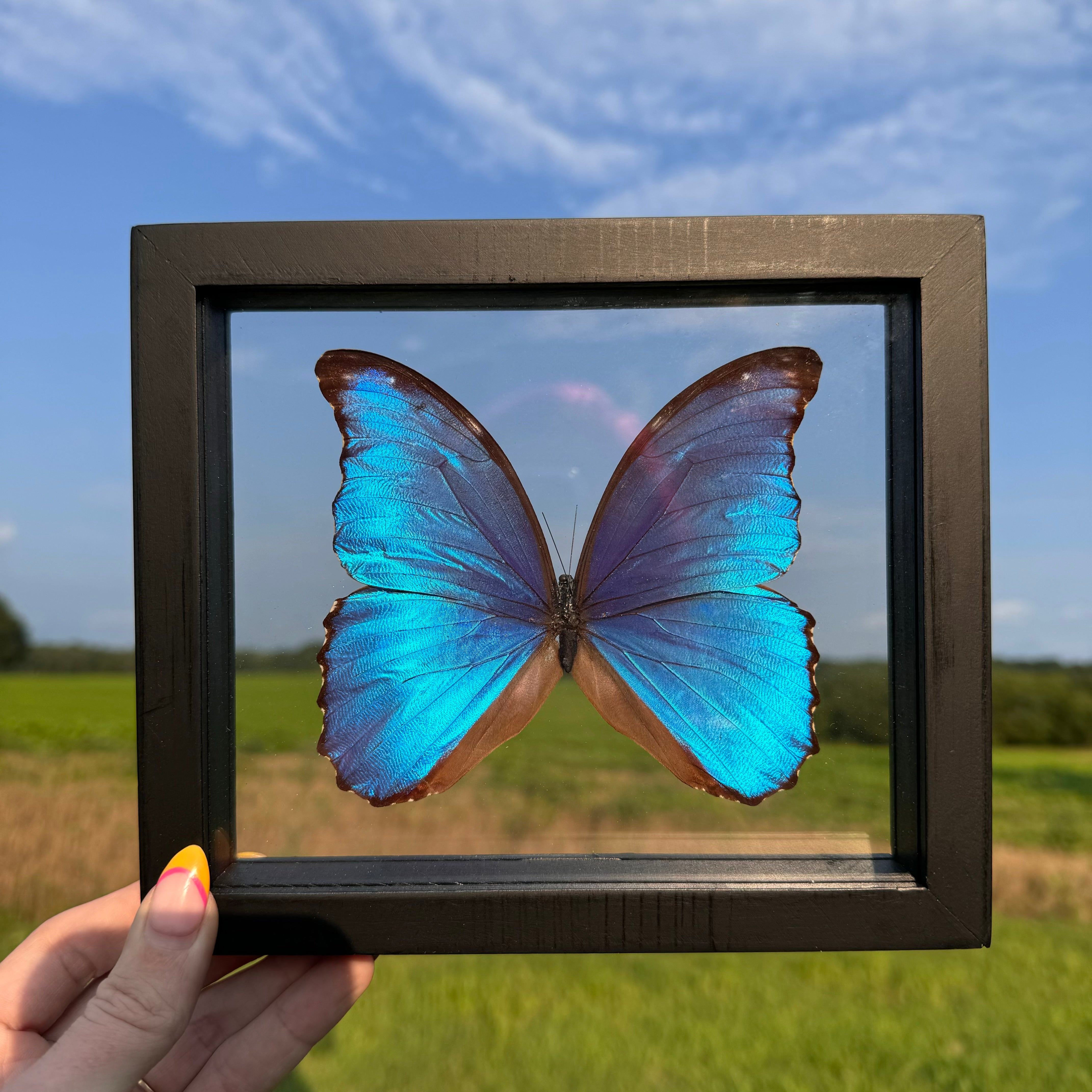 Framed Morpho Didius online