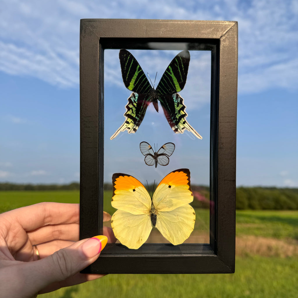 3 Piece Butterfly Frame