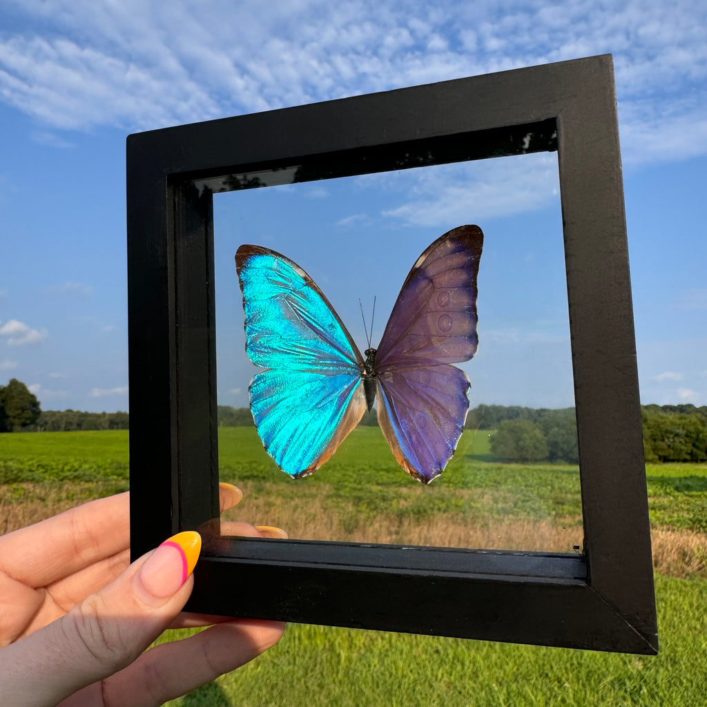 Morpho Aurora Butterfly Frame