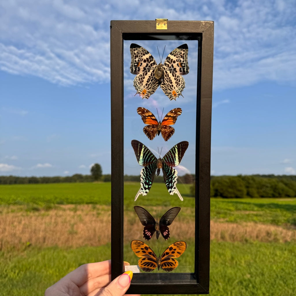 5 Piece Butterfly Frame