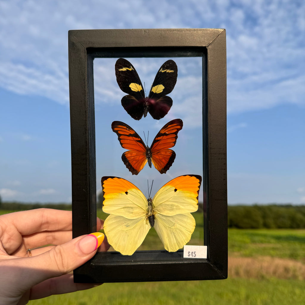 3 Piece Butterfly Frame