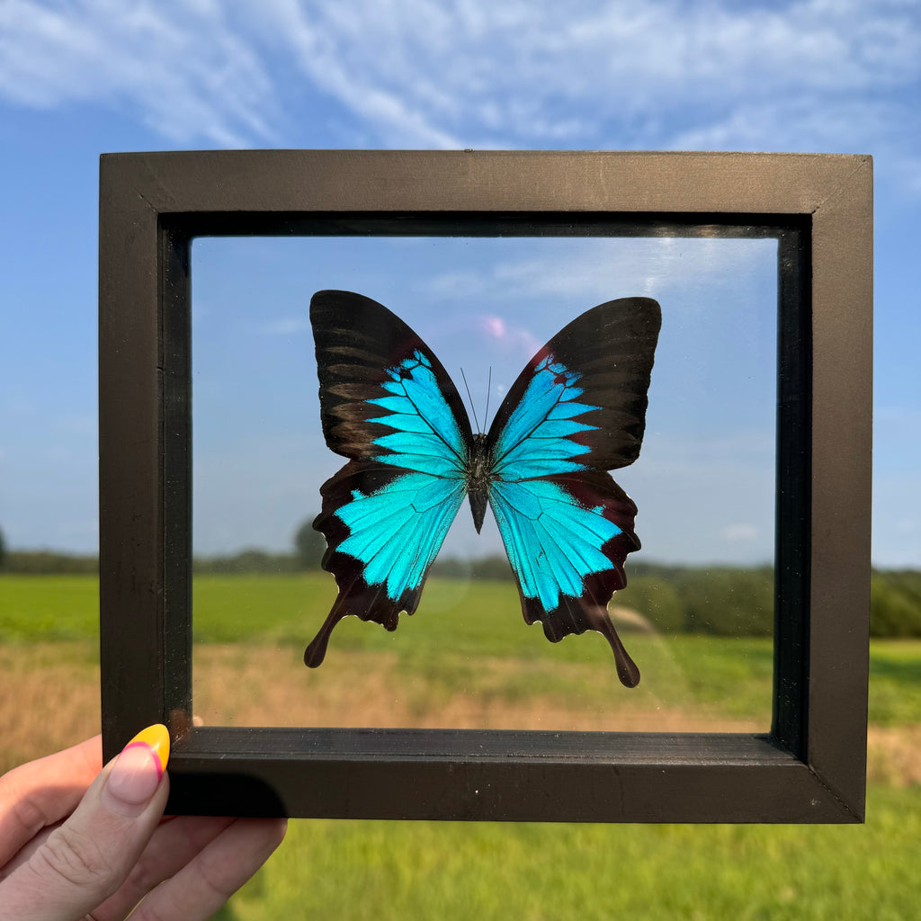 Papilio Ulyses Butterfly Frame