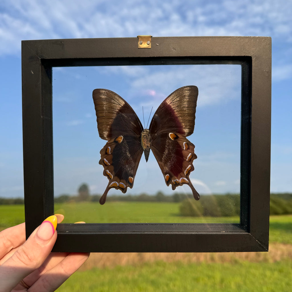 Papilio Ulyses Butterfly Frame