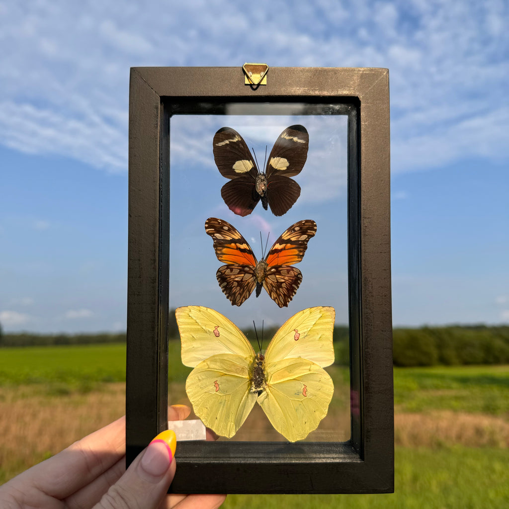 3 Piece Butterfly Frame