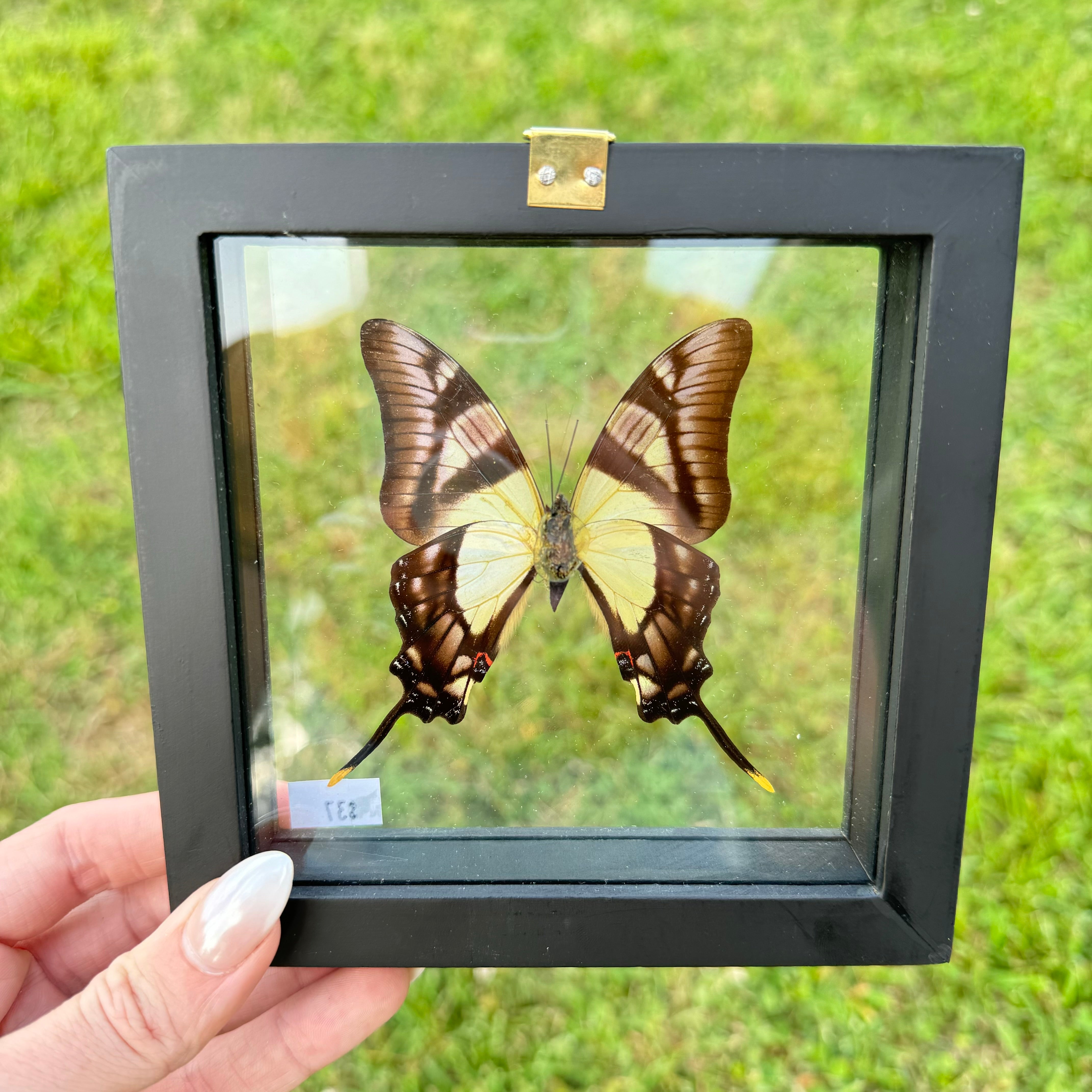 Eurytides Serville Butterfly Frame