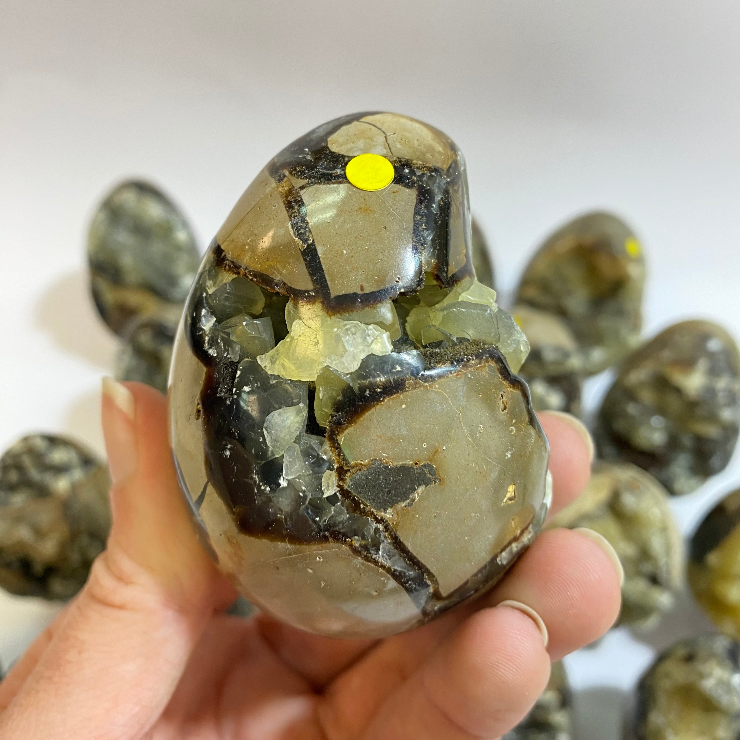 Septarian Agate Egg