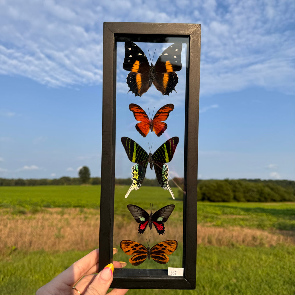 5 Piece Butterfly Frame