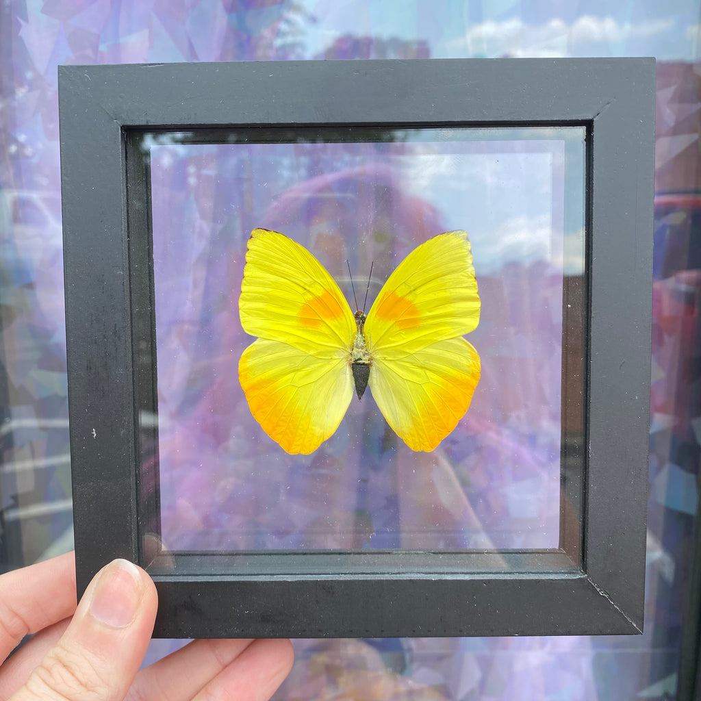 Phoebis Philea Butterfly Frame