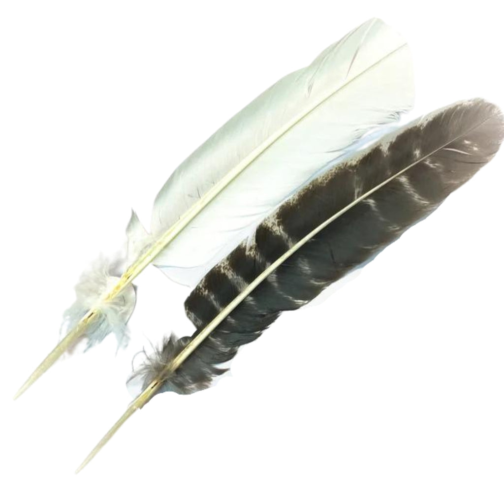 Turkey Feather for Smoke Cleansing