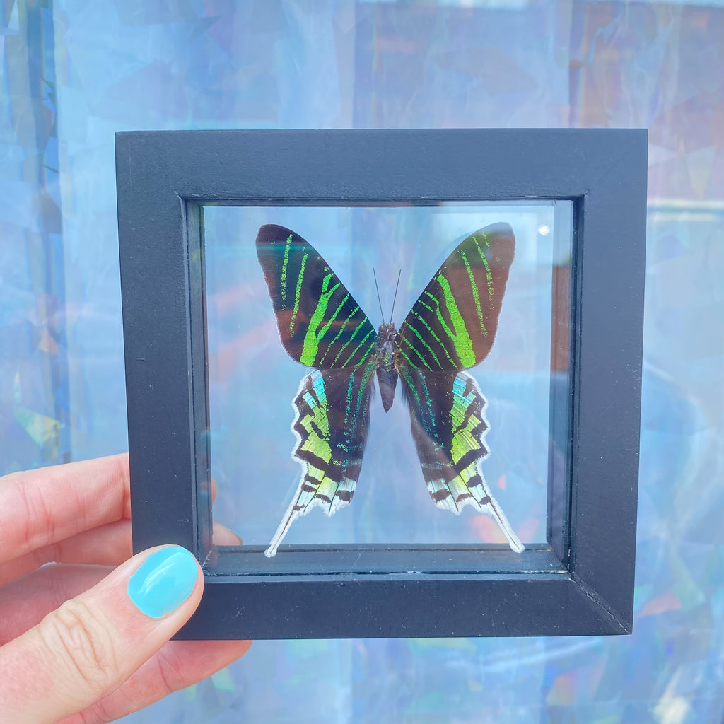 Urania Leilus Butterfly Frame