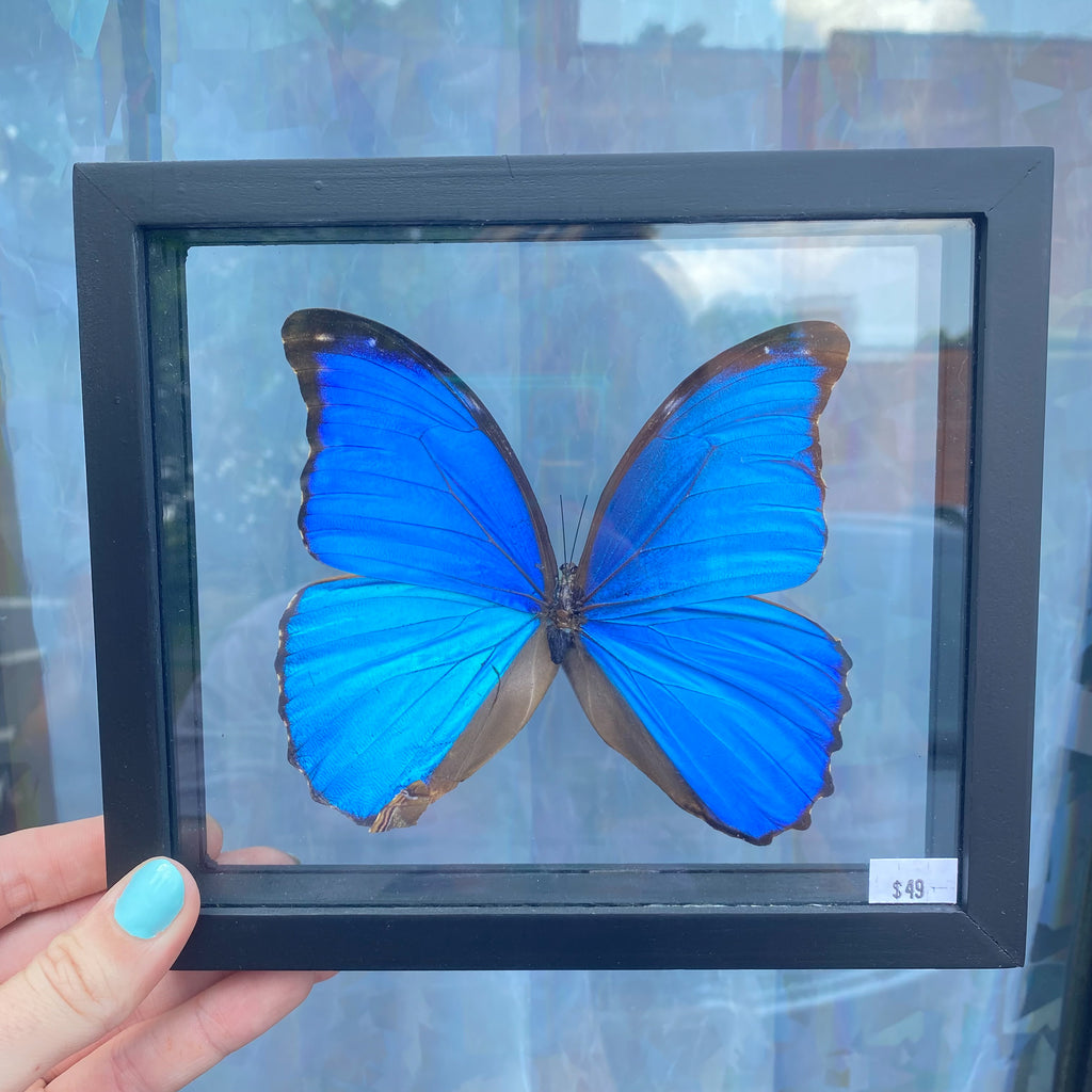 Morpho Didius Butterfly Frame