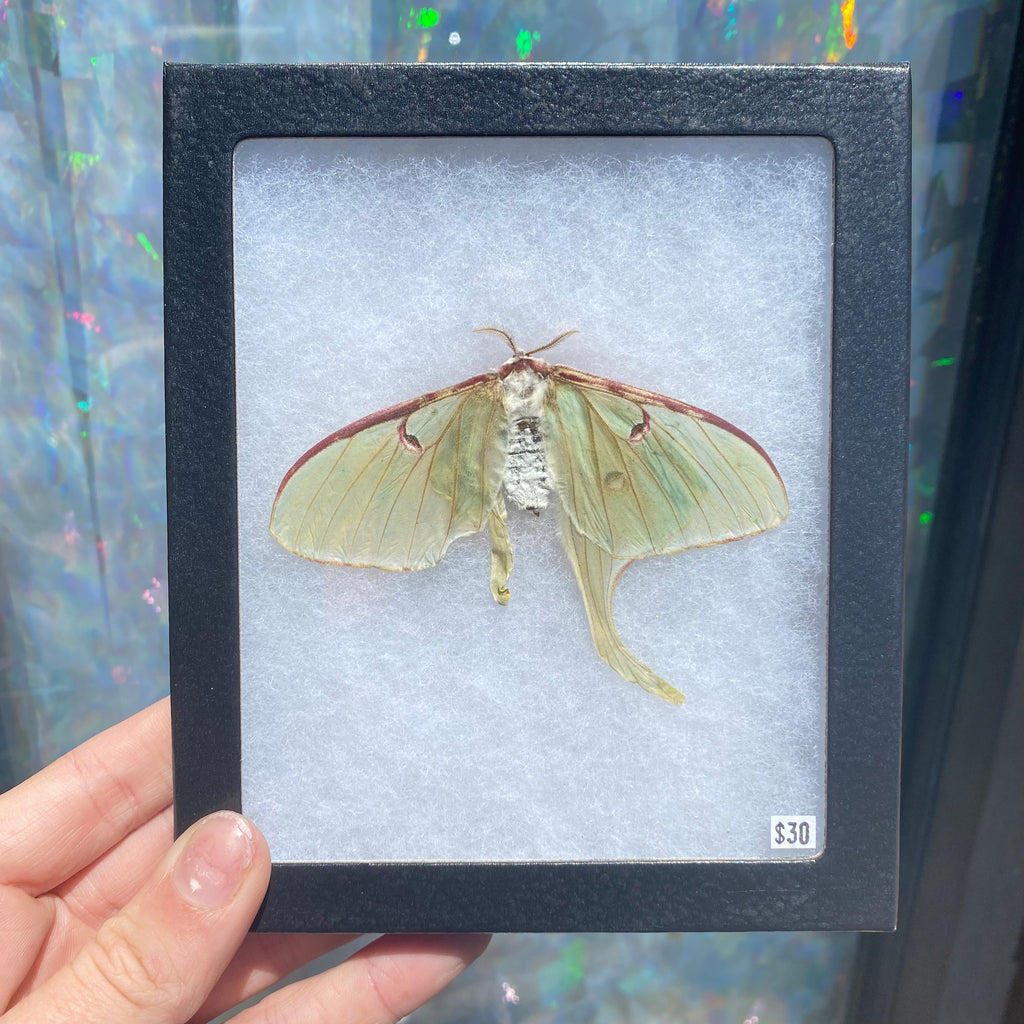 Luna Moth Soft Frame