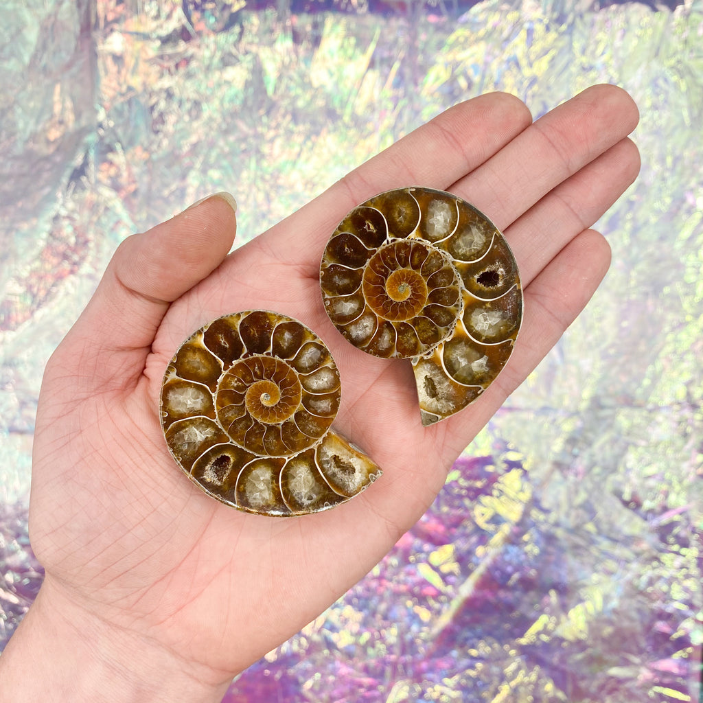 Ammonite Slice Pair